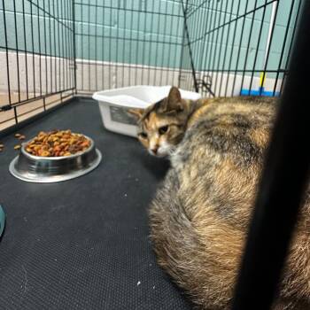 Danica -  Domestic Medium Hair Cat for Adoption in Gadsden, Alabama - Danica | PetCurious
