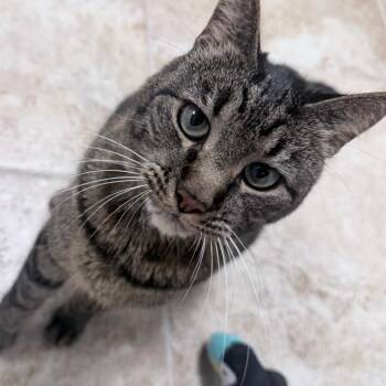 Ana -  Domestic Short Hair Cat for Adoption in Titusville, Florida - Ana | PetCurious