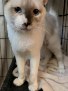 Circe ( AV) -  Snowshoe Cat for Adoption in Vacaville, California - Circe ( AV) | PetCurious