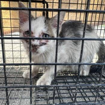 Smoothie -  Domestic Short Hair Cat for Adoption in Huntington, West Virginia - Smoothie | PetCurious