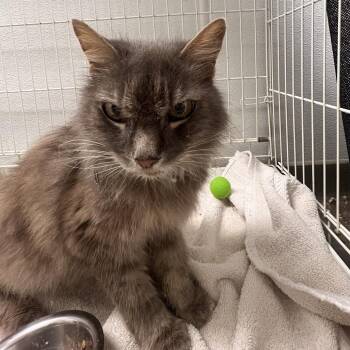 72405 -  Domestic Long Hair Cat for Adoption in Harrisonburg, Virginia - 72405 | PetCurious