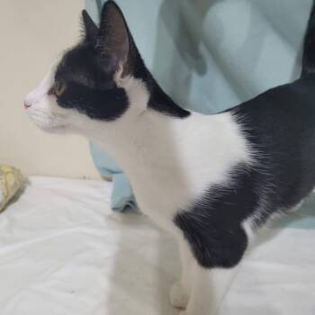 Deanna -  Domestic Short Hair Cat for Adoption in Traverse City, Michigan - Deanna | PetCurious