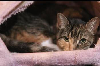Constance -  Domestic Short Hair Cat for Adoption in Havertown, Pennsylvania - Constance | PetCurious