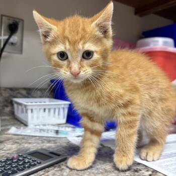 Domestic Short Hair Cats Available for Adoption in Tupelo, Mississippi - Carmichael - 042910U | PetCurious