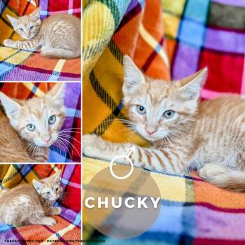 Rescue Domestic Short Hair Cats for Adoption in Corpus Christi, Texas - Chucky | PetCurious