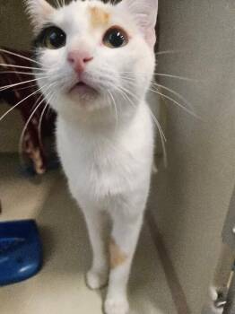 Domestic Short Hair Cats Available for Adoption in Fort Collins, Colorado - Turnip | PetCurious