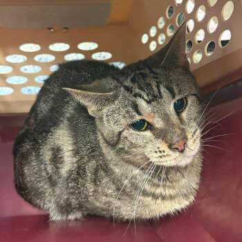 Crunchers (Barn Cat) -  Domestic Short Hair Cat Available for Adoption in West Olive, Michigan - Crunchers (Barn Cat) | PetCurious