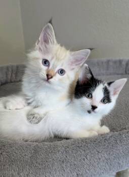 Maisie -  Tuxedo and Domestic Short Hair Cat for Adoption in Campbell, California - Maisie | PetCurious