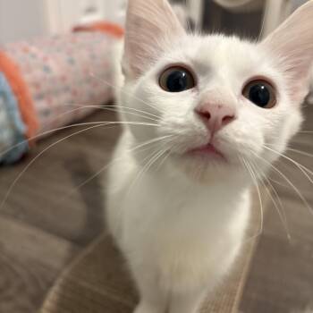 Sunny -  Domestic Medium Hair Cat for Adoption in Cat Spring, Texas - Sunny | PetCurious