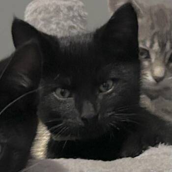 Rescue Domestic Short Hair Cats for Adoption in Lake Geneva, Wisconsin - Lil Onion | PetCurious