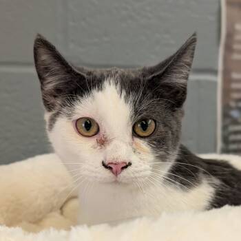 Rescue Domestic Short Hair Cats for Adoption in Waynesboro, Pennsylvania - Mister | PetCurious