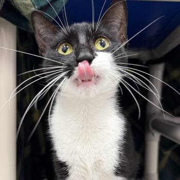 Hadley -  Domestic Short Hair Cat for Adoption in Cooperstown, New York - Hadley | PetCurious