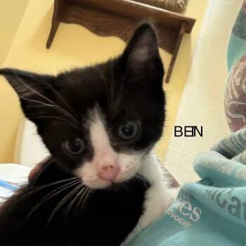 Ben -  Domestic Short Hair Cat for Adoption in Williston, Florida - Ben | PetCurious