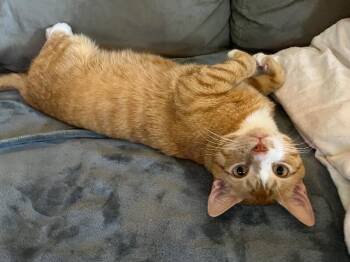 Domestic Short Hair Cats Available for Adoption - Roman | PetCurious