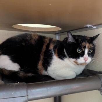 Isabell -  Domestic Short Hair Cat for Adoption in Jeffersonville, Indiana - Isabell | PetCurious