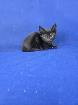 Rescue American Shorthair Cats for Adoption in Ruston, Louisiana - Hulu | PetCurious