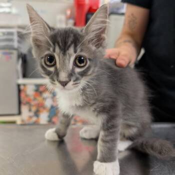 Dime -  Domestic Short Hair Cat for Adoption in Titusville, Florida - Dime | PetCurious