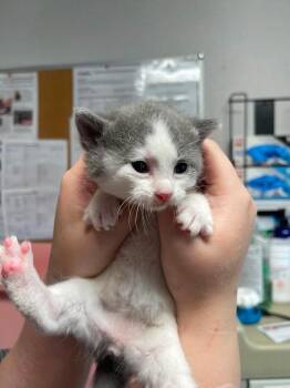 John -  Domestic Short Hair Cat for Adoption in Bolivar, Missouri - John | PetCurious
