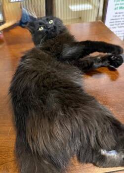 Domestic Medium Hair Cats Available for Adoption in Lake Ozark, Missouri - RALPHIE | PetCurious
