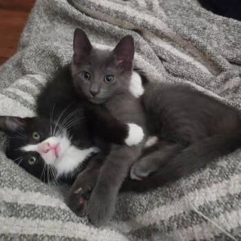 Hughie -  Domestic Short Hair Cat for Adoption in York, Pennsylvania - Hughie | PetCurious