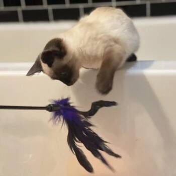 Siamese and Domestic Short Hair Cats Available for Adoption - Attie | PetCurious
