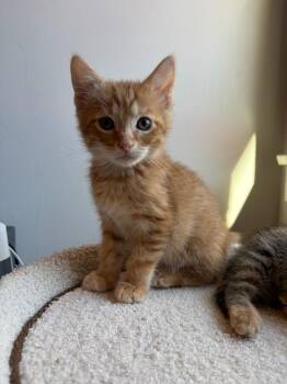 Neal & Nellie (BONDED PAIR) -  Tabby and Domestic Short Hair Cat for Adoption in Orland Park, Illinois - Neal & Nellie (BONDED PAIR) | PetCurious