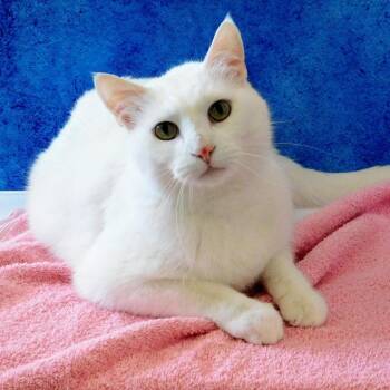 Domestic Short Hair Cats Available for Adoption in Canton, Illinois - Hugo | PetCurious