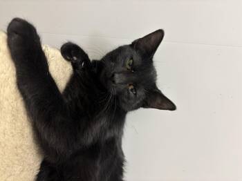 Rescue Domestic Short Hair Cats for Adoption in Richland Center, Wisconsin - Mauve | PetCurious