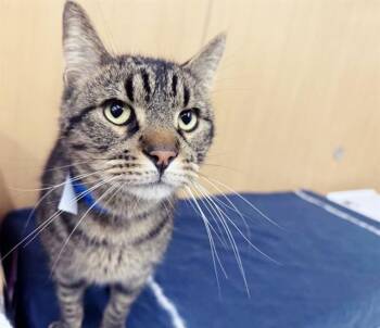 SWEET -  Domestic Short Hair Cat Available for Adoption in Brentwood, Missouri - SWEET | PetCurious