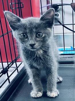 MINNESOTA -  Domestic Short Hair Cat for Adoption in Houston, Texas - MINNESOTA | PetCurious
