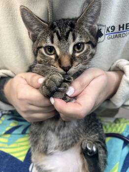 Bingo -  Tabby Cat for Adoption in Midland, Michigan - Bingo | PetCurious