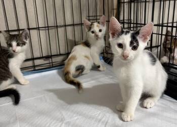 Bianco -  Domestic Short Hair Cat for Adoption in Alafaya, Florida - Bianco | PetCurious