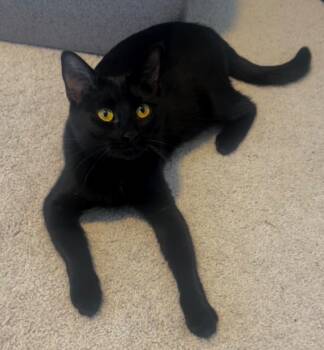 Rescue Domestic Short Hair Cats for Adoption in Fort Lupton, Colorado - Shellsea | PetCurious