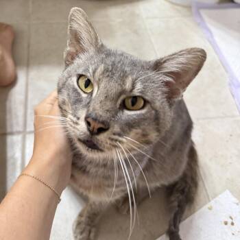 Glitter Troll -  Domestic Short Hair Cat for Adoption in Austin, Texas - Glitter Troll | PetCurious
