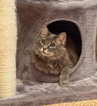 Domestic Long Hair Cats Available for Adoption - Moto Moto | PetCurious