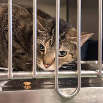 Venus -  Domestic Short Hair Cat for Adoption in South Haven, Michigan - Venus | PetCurious