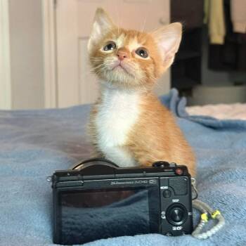 Domestic Short Hair Cats Available for Adoption in Austin, Texas - Under The Sunset 2 | PetCurious