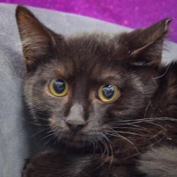 Rescue Bombay and Domestic Short Hair Cats for Adoption in Huntley, Illinois - Spider | PetCurious