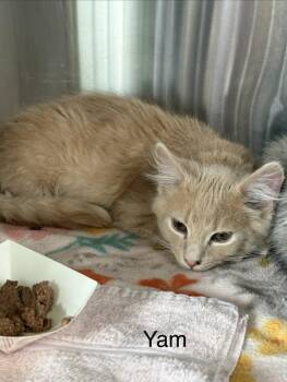 Domestic Long Hair Cats Available for Adoption - Yam | PetCurious