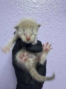 61571981 -  Domestic Short Hair Cat for Adoption in El Paso, Texas - 61571981 | PetCurious