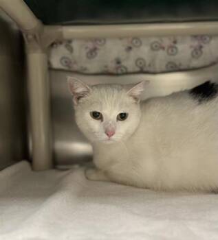 Domestic Short Hair Cats Available for Adoption in Montreal, Quebec - Sodium | PetCurious