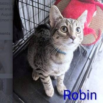 Rescue Tabby Cats for Adoption in Millcreek, Utah - Robin | PetCurious