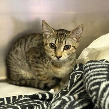 Diane -  Domestic Short Hair Cat for Adoption in Fort Smith, Arkansas - Diane | PetCurious
