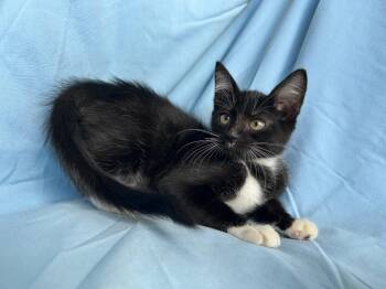 Proxima -  Domestic Short Hair Cat for Adoption in Corpus Christi, Texas - Proxima | PetCurious