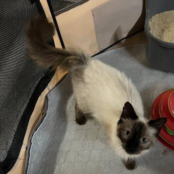 Molly -  Domestic Long Hair and Siamese Cat for Adoption in Washington, District Of Columbia - Molly | PetCurious
