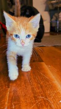 Alfalfa -  Domestic Short Hair Cat for Adoption in Pacifica, California - Alfalfa | PetCurious
