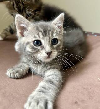 Pepper -  Domestic Short Hair Cat Available for Adoption in Westfield, New Jersey - Pepper | PetCurious