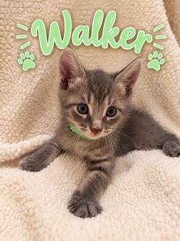 Walker -  American Shorthair Cat for Adoption in Paulina, Louisiana - Walker | PetCurious