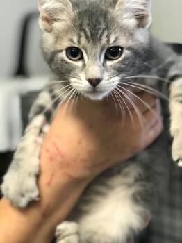 Robb -  Domestic Short Hair Cat for Adoption in Trenton, New Jersey - Robb | PetCurious