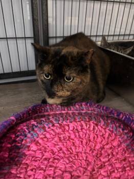 DONNA -  Domestic Short Hair Cat for Adoption in Algona, Iowa - DONNA | PetCurious